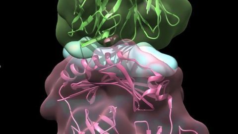 T Cells May Do More Harm Than Good in Atherosclerosis