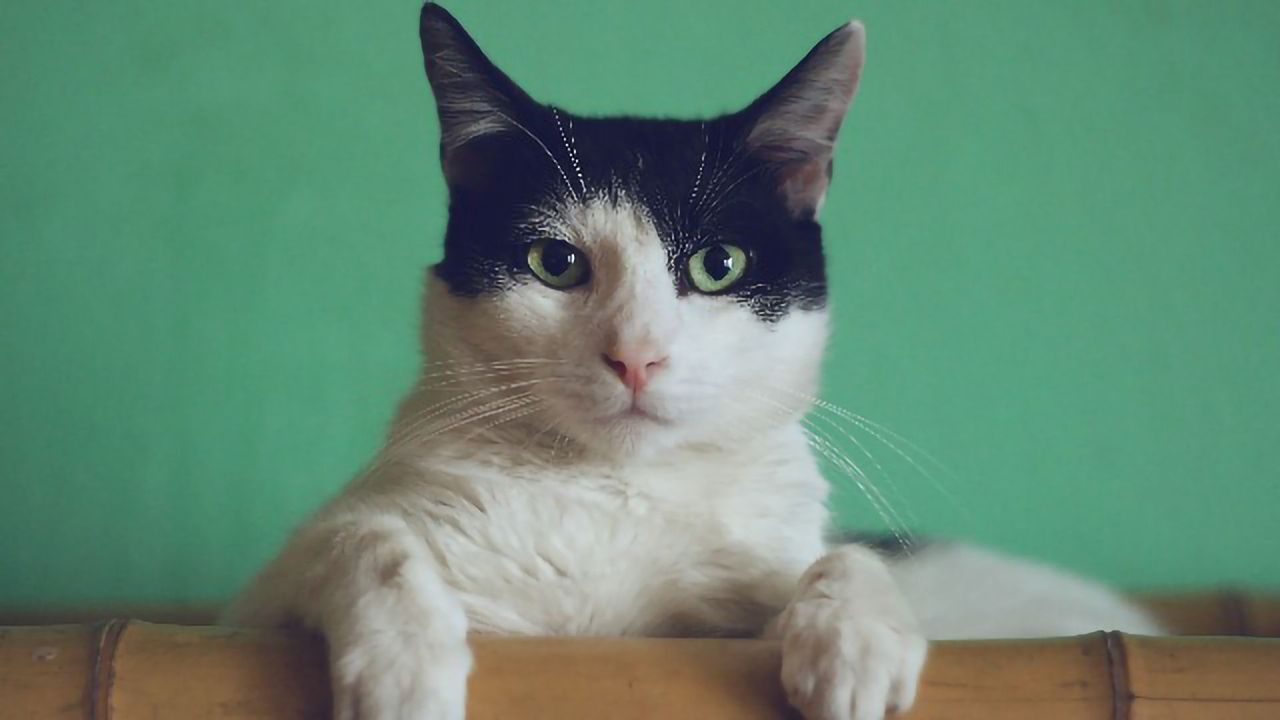 Pet Cat Confirmed As Having COVID-19 in the UK