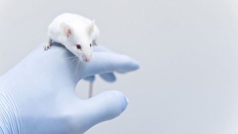 Brain Network Mechanism Causing Spatial Memory Impairment in Alzheimer’s Mice Model Revealed