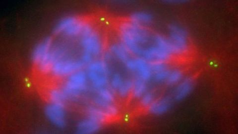 Tetraploid Mitotic Cell Tetraploid Mitotic Cell