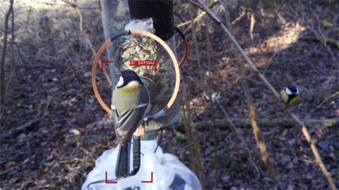 AI Tool Identifies Individual Birds