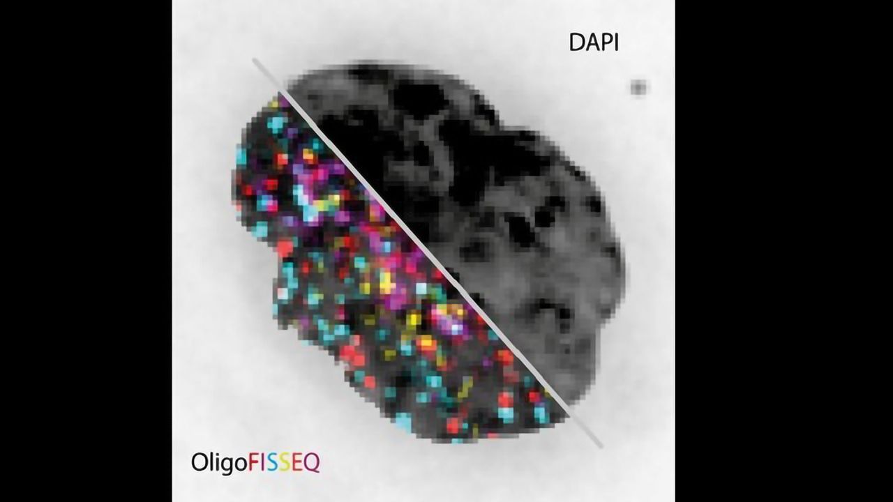 New Technology Visualizes Hundreds to Thousands of Genomes Simulataneously