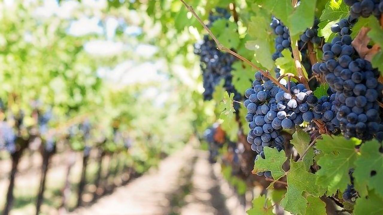 Wine Savior: Genome of Vineyard’s Worst Enemy Mapped