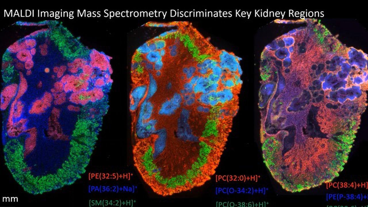 Teach Me in 10 – Visualizing Biological Processes With Elizabeth Neumann