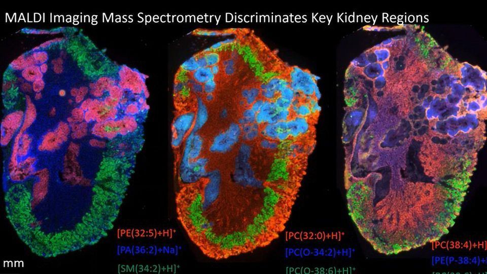 Teach Me in 10 – Visualizing Biological Processes With Elizabeth Neumann content piece image