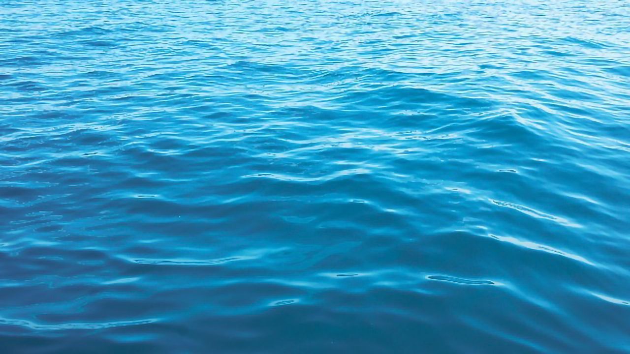 Newly Discovered Shark Species Can Walk