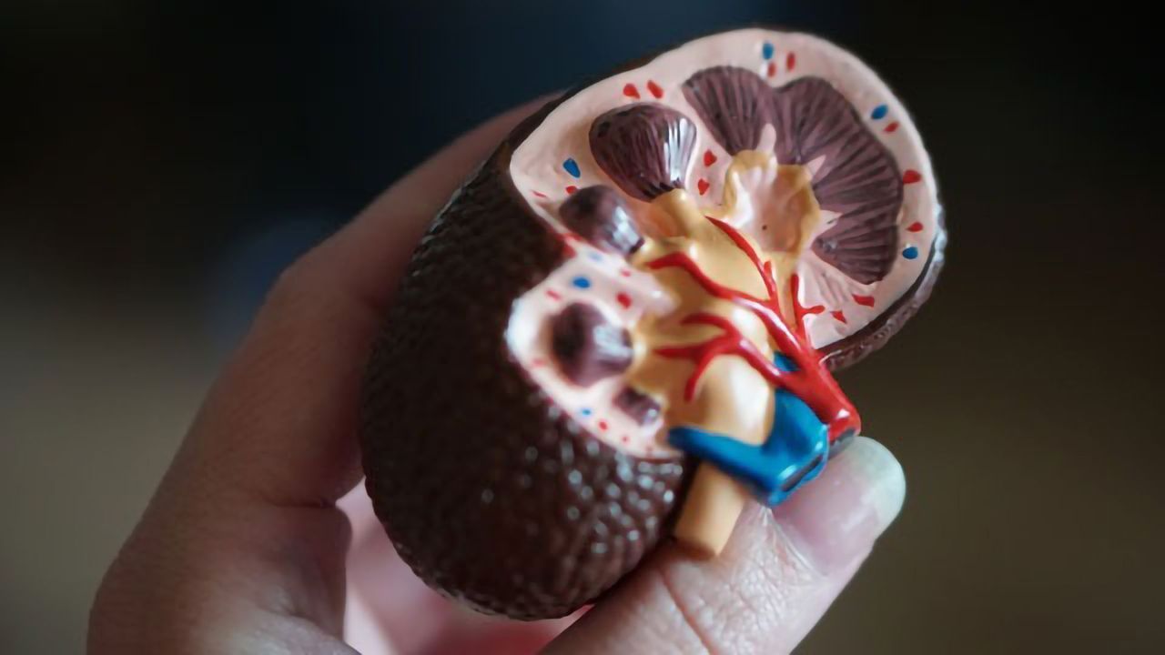 New Miniature System To Study Kidney and Intestine Function
