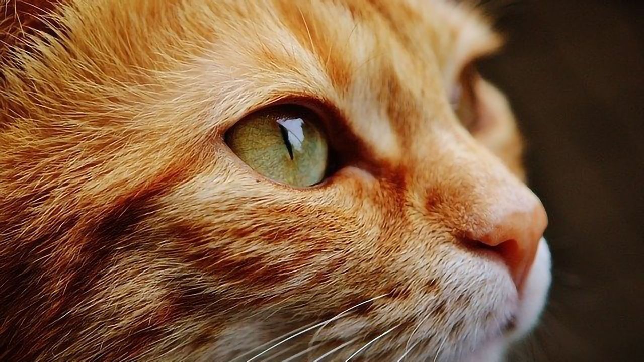 Gene Therapy Beats the Blood-Brain Barrier To Cure Cat Disease