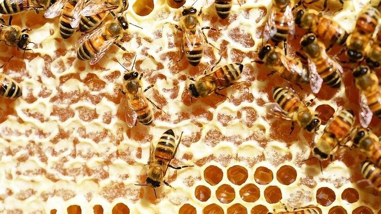 Lead Released by Notre-Dame Cathedral Fire Detectable in Parisian Honey