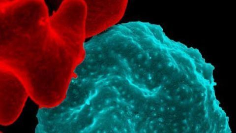 New Channels Connecting Malaria Parasite and Blood Cells Discovered