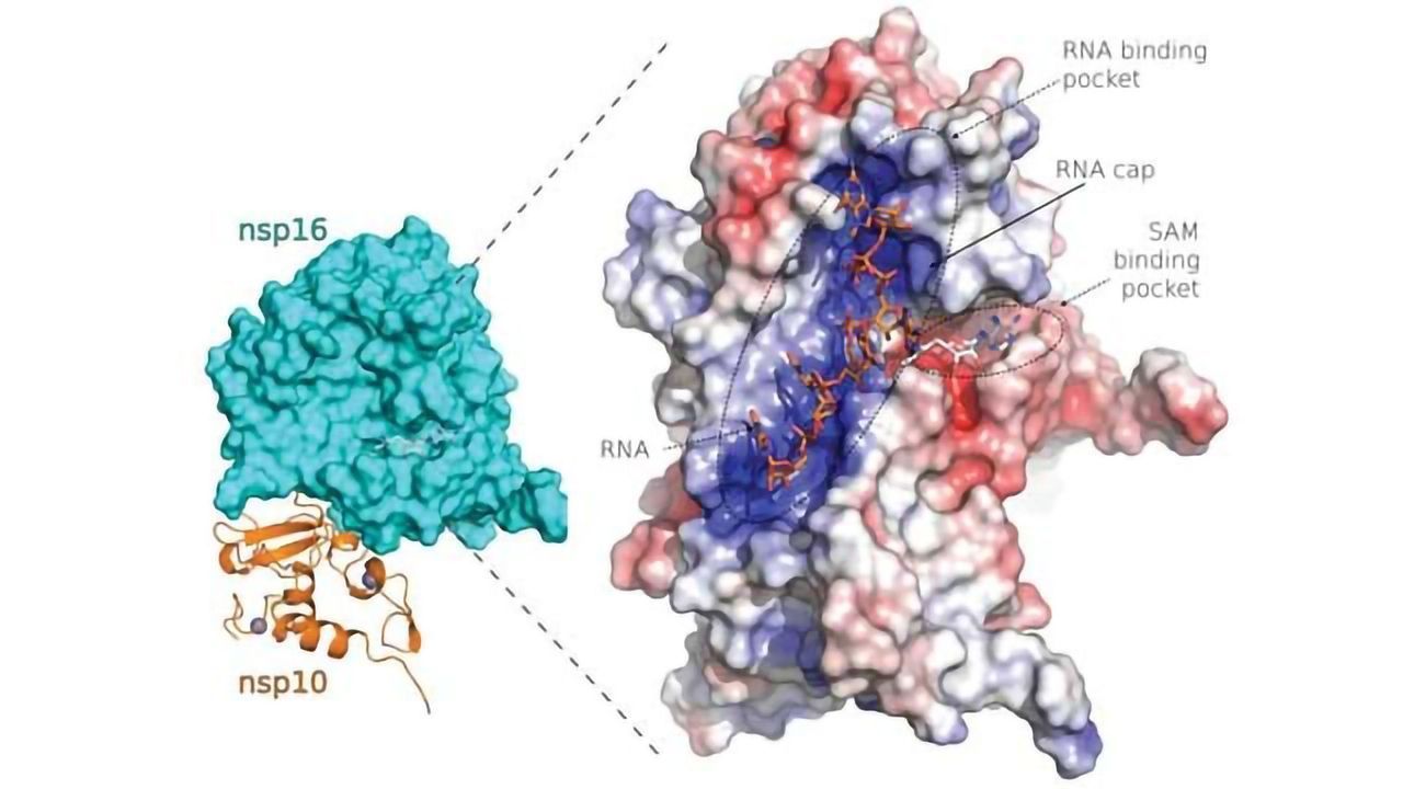 Team Sheds Light on SARS-CoV-2 Protein Structures Suitable for Design of New Drugs