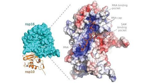Team Sheds Light on SARS-CoV-2 Protein Structures Suitable for Design of New Drugs