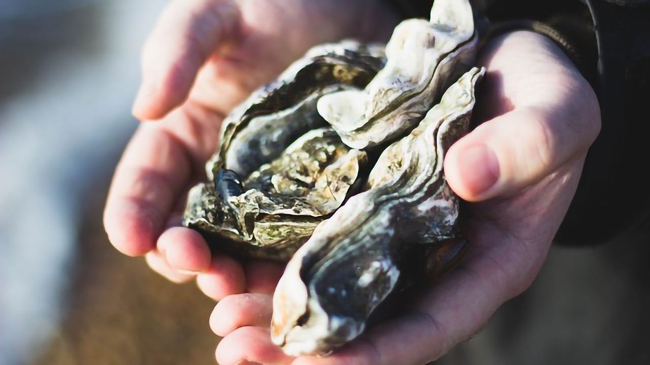 Alarming Array of Contaminants Found in Seafood