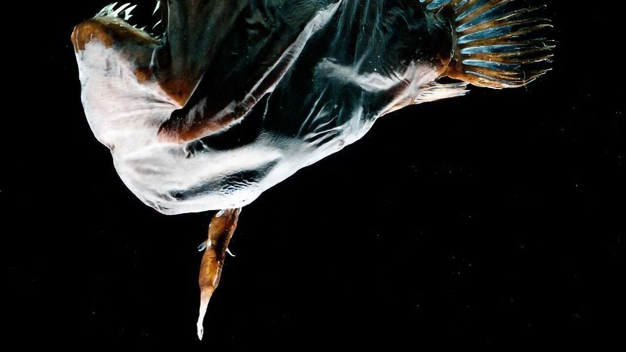 Deep Sea Fish Trades Immune Function for Reproductive Success