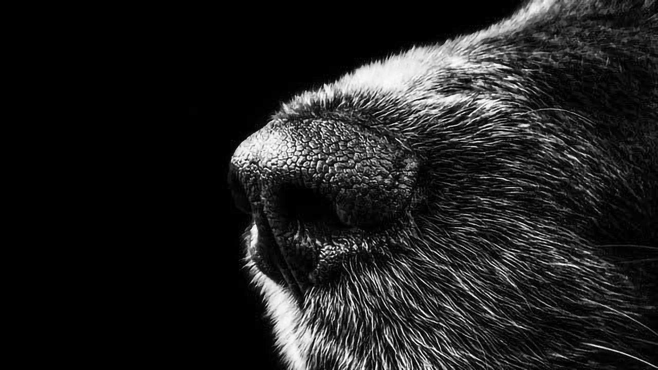 Detecting COVID-19 With Sniffer Dogs