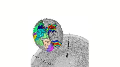 A "Google Earth" for the Brain Has Been Published