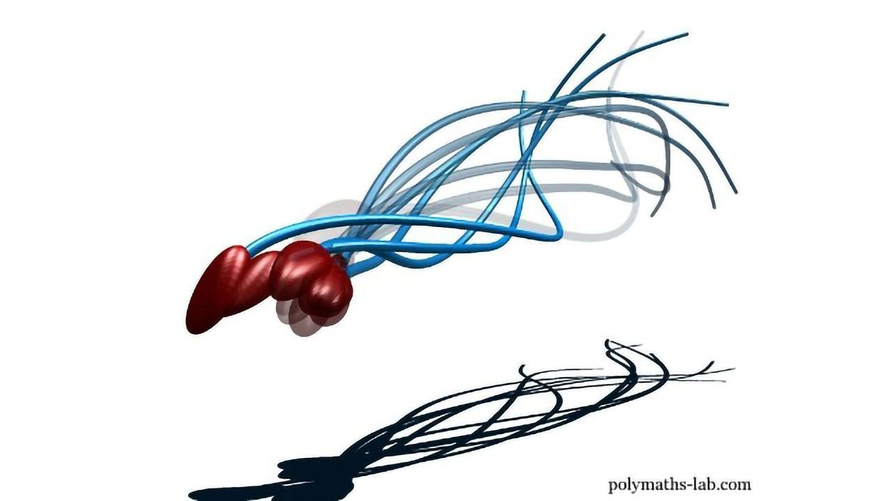 How Human Sperm Really Swim