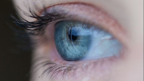 Neural Progenitor Cells Discovered in the Optic Nerve