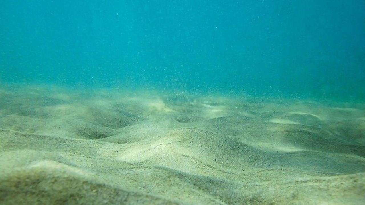 100 Million-Year-Old Seabed Microbes Revived