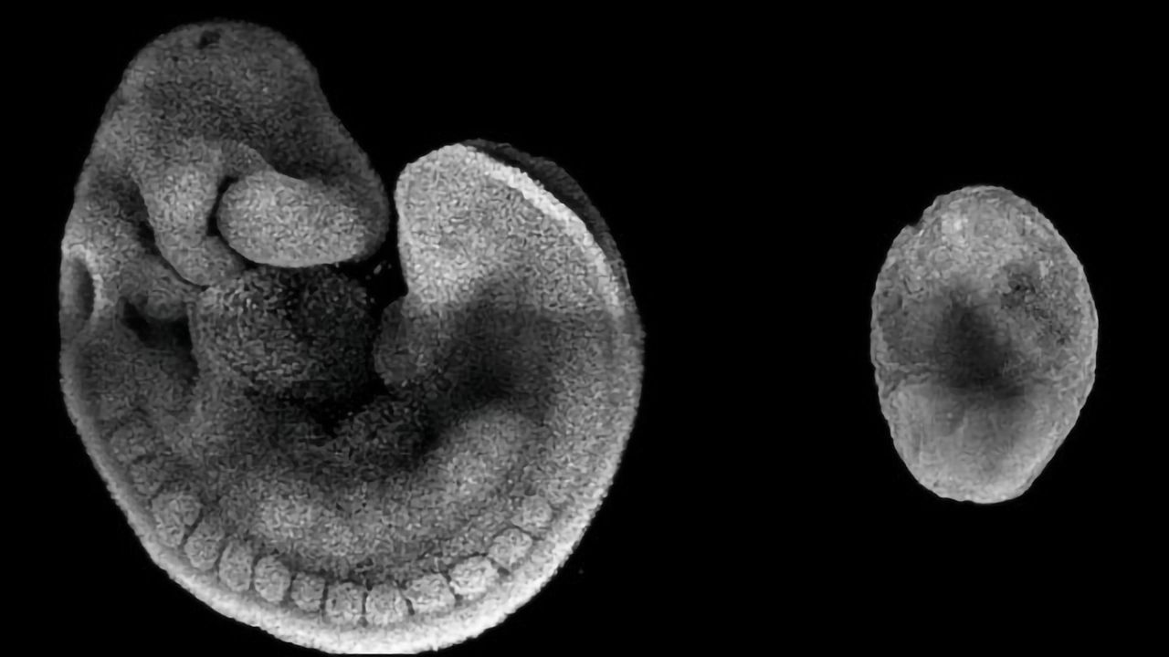 How Cell Diversity Emerges