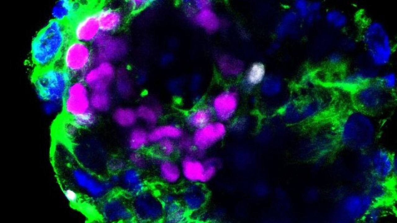 Embryos Could Be Susceptible to Coronavirus, Study Suggests