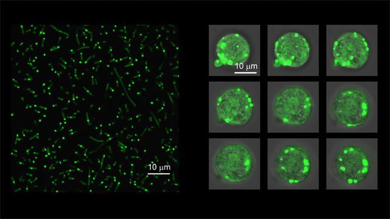 "Floppy" Proteins Used To Create Artificial Organelles Within Human Cells
