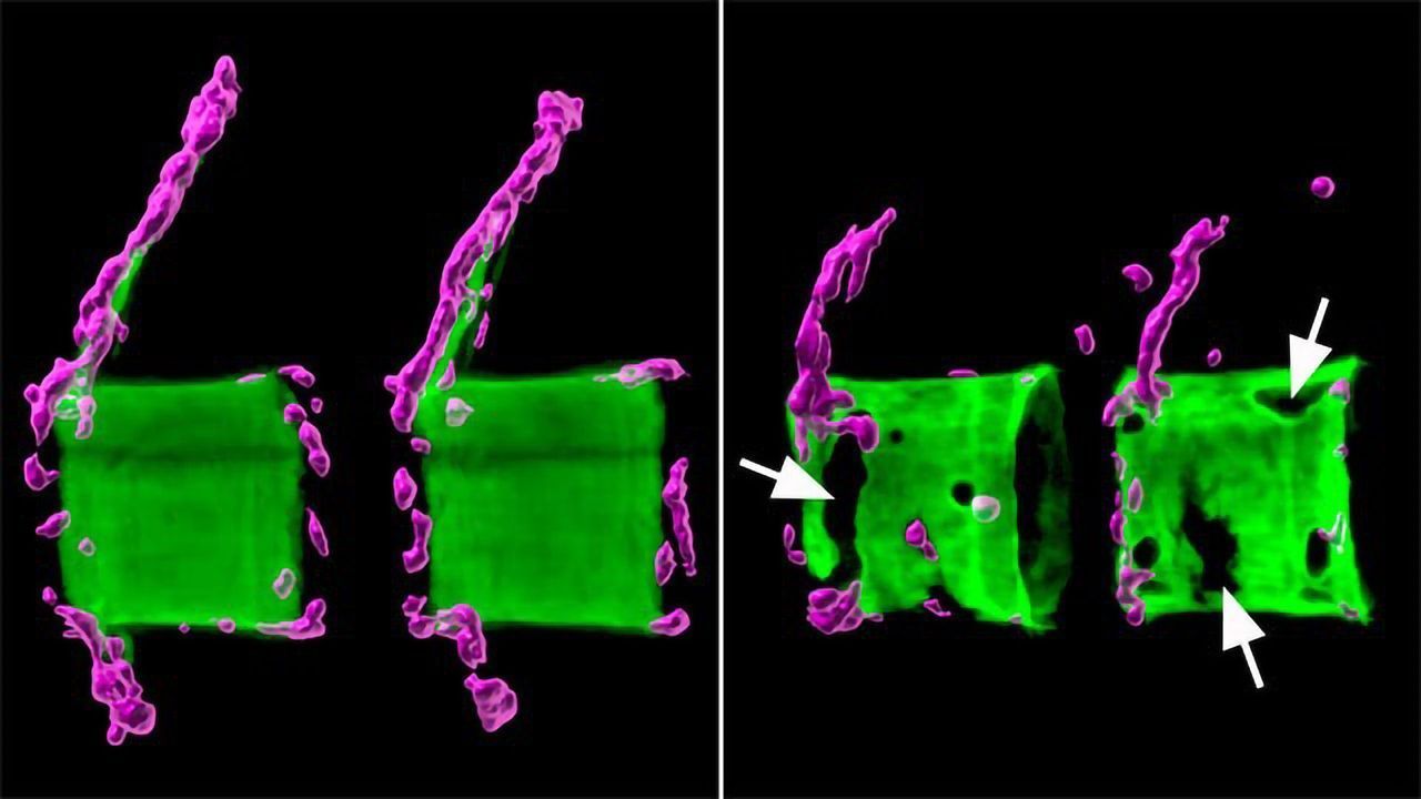 Modeling Osteoporosis in Fish