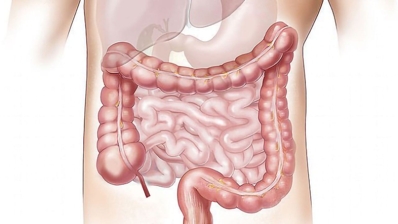Our Antibodies Are Shaped by Our Gut Microbiome Before We Encounter an Infection
