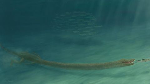 Fossil Mystery of the Super-Long-Necked Reptiles Solved