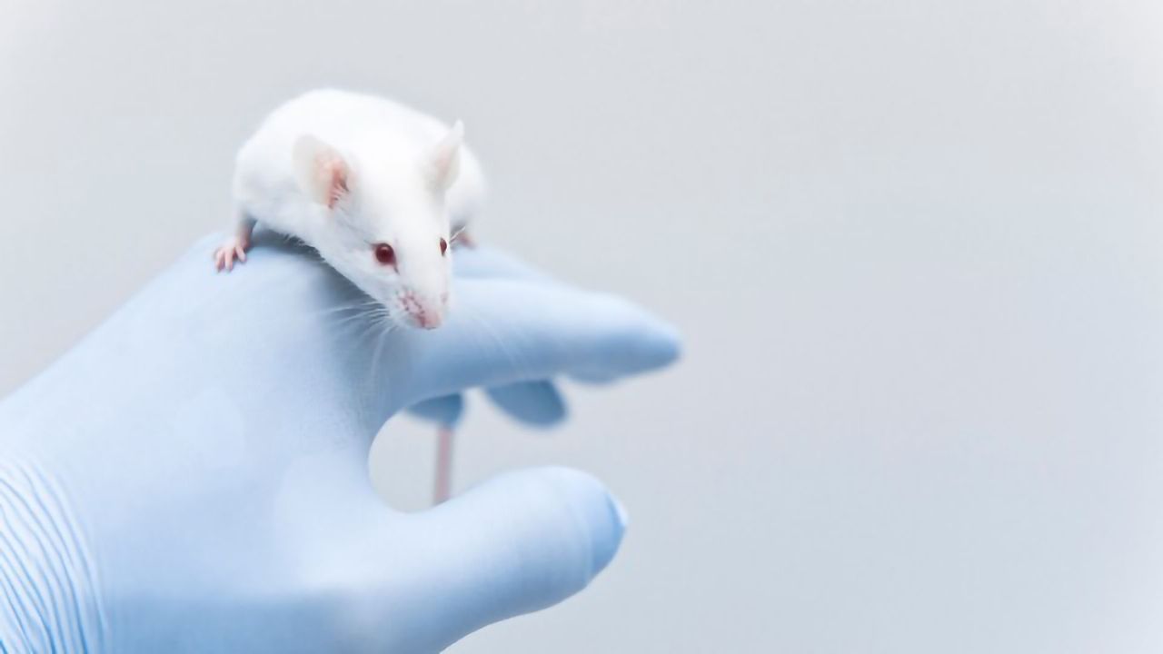 REM Sleep Tunes Eating Behavior in Mice, New Study Finds