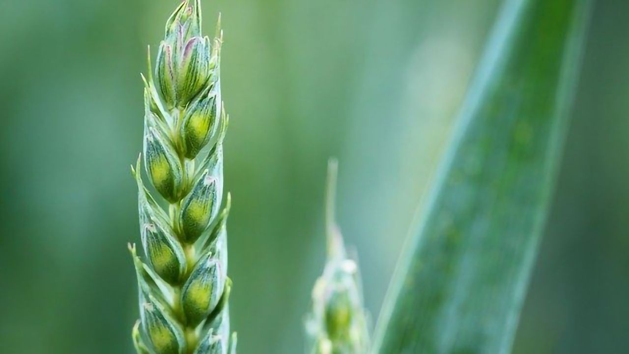 Are Modern Wheat Varieties Innocent Amid Rising Allergy Levels?