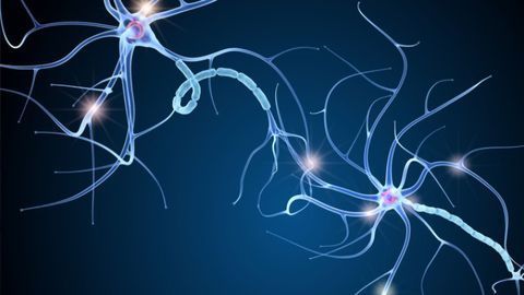 Lowering the Levels of Key Protein Might Be a Novel Way To Treat MS