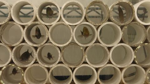 How Electric Fish Use Zeroed-out Zaps To Chat