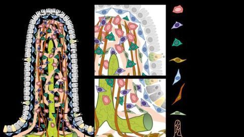 Newly Identified Gut Cells Nurture Lymph Capillaries