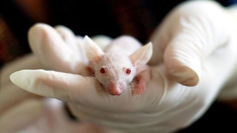 Loss of Enzyme Increases Metabolism and Exercise Endurance in Mice