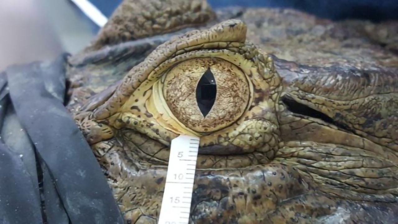 Bird and Reptile Tears Are Not So Different From Our Own