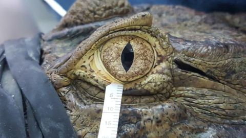 Bird and Reptile Tears Are Not So Different From Our Own