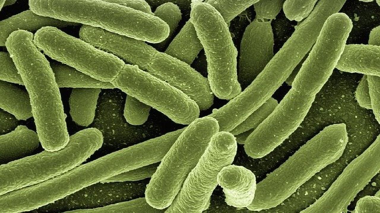 Bacteria's Secret Weapon in Immune Evasion Revealed
