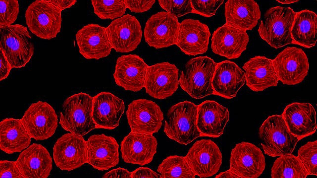 How Stem Cells Are Shaping Drug Discovery