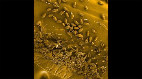 Zooming In: Honeybee Wing Zooming In: Honeybee Wing