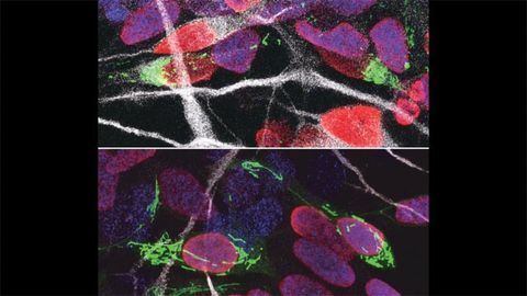 Mitochondria and Cell Fate Mitochondria and Cell Fate