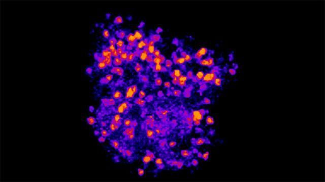 How Does The Brain Recognize A Smell Technology Networks