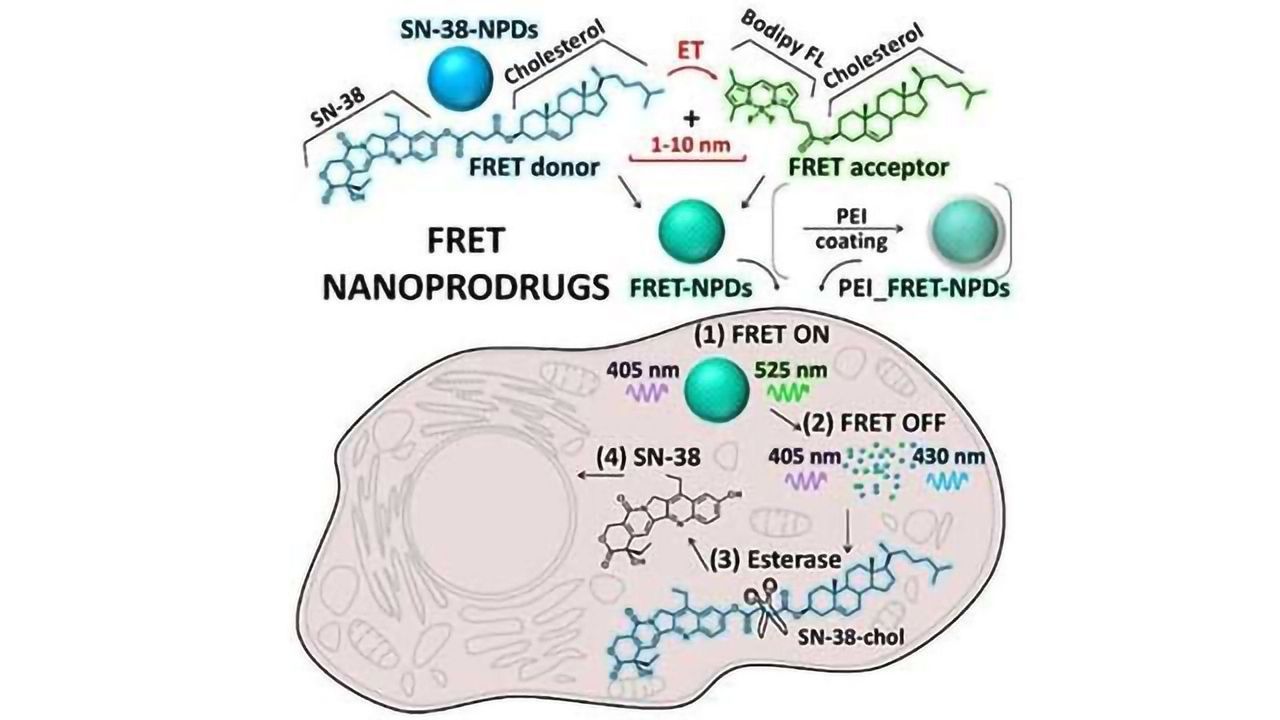 Study Reveals Dynamics of Nanoprodrugs Inside Cancer Cells