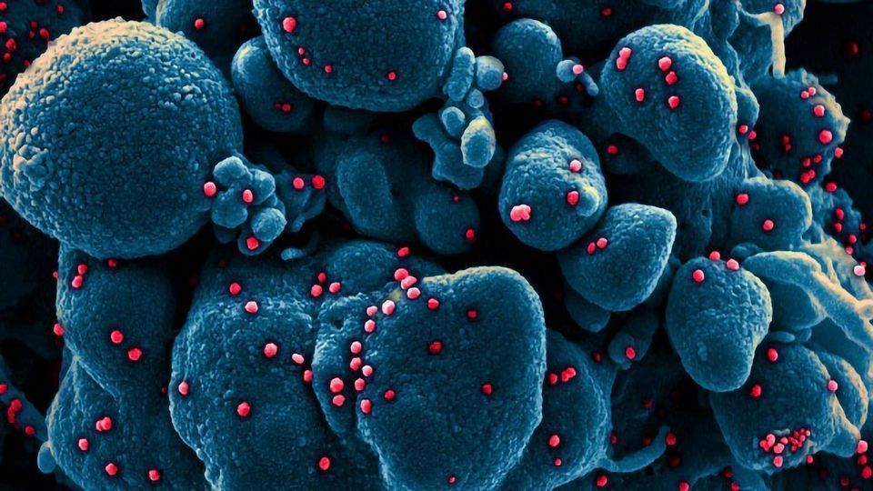 Exploring the Coronavirus Pandemic: How Does Our Immune System Fight COVID-19?  content piece image