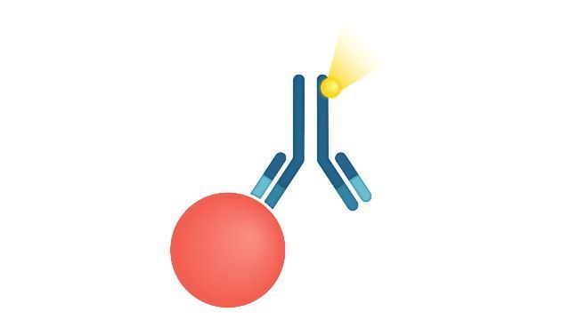 An analyte shown as a red circle, with an antibody attached. Coming from the antibody is a yellow light or dye. 
