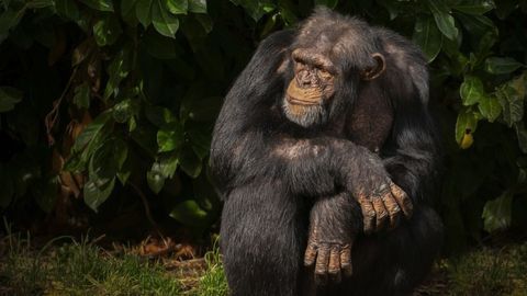 Genomic Analysis Reveals Many Animal Species May Be Vulnerable to SARS-CoV-2 Infection