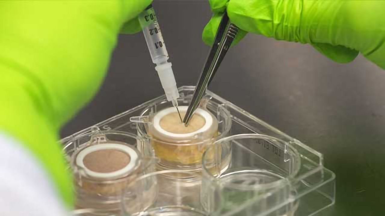 Harnessing Human Skin Models for Drug Development