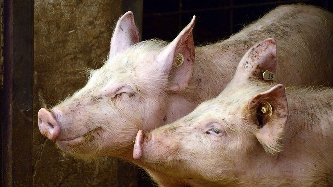 Pigs Grow New Liver in Lymph Nodes, Study Shows