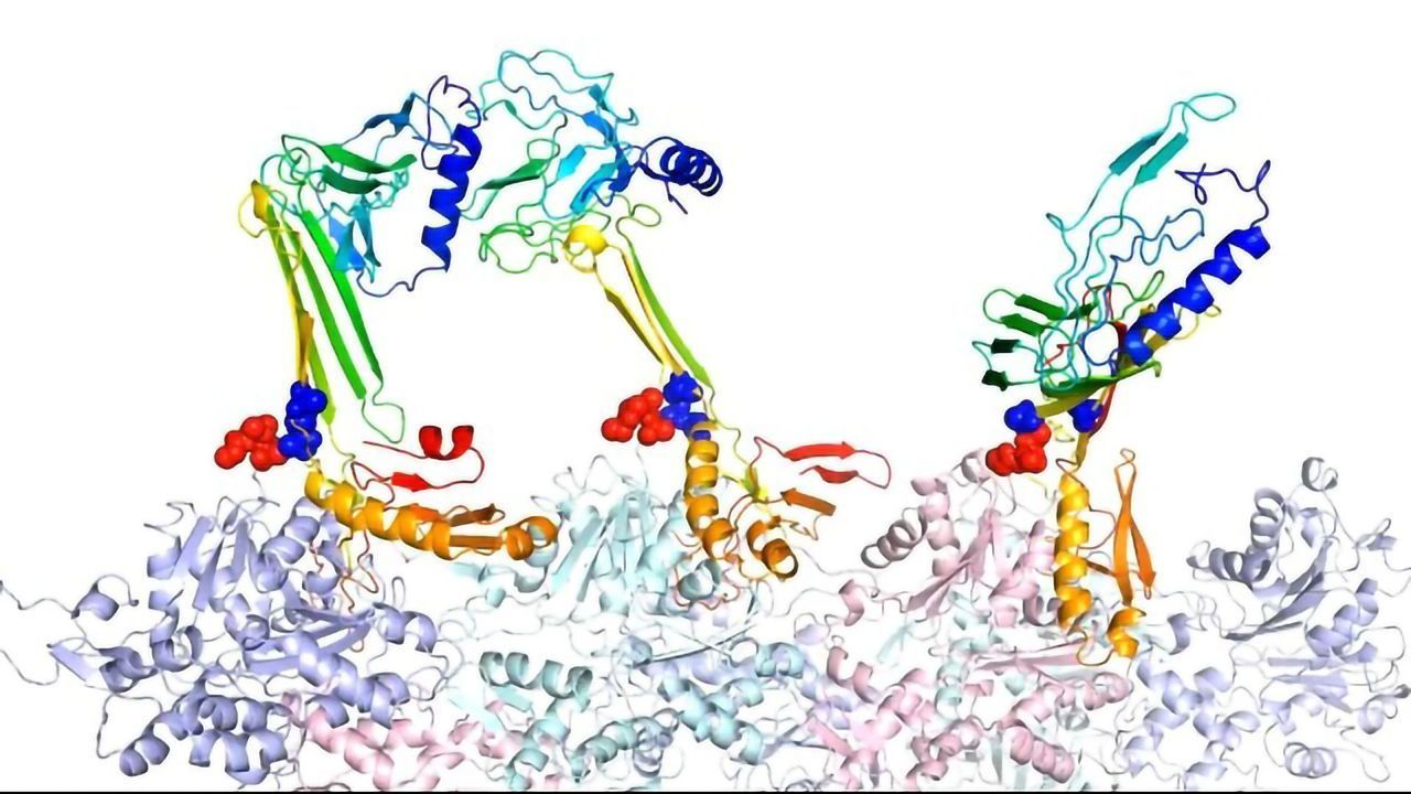 Chameleon-Like Protein Helps Form Long-Term Memory