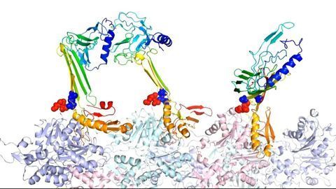 Chameleon-Like Protein Helps Form Long-Term Memory